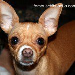 chiquita chihuahua