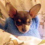 silverton chihuahua names