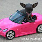 chihuahua pink sportscar