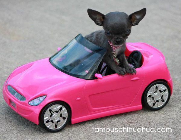 teacup blue chihuahua drives a pink convertible!