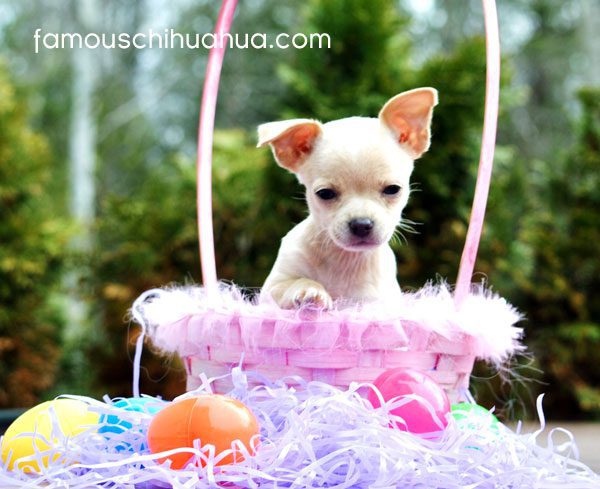 chihuahua in easter basket