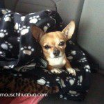 chihuahua jagger