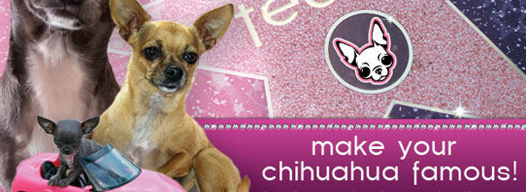 make your chihuahua famous!