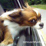 gordon chihuahua