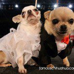 chihuahua wedding couple