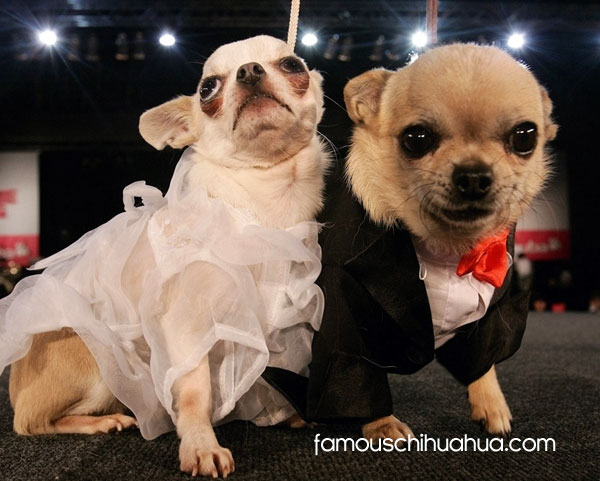 chihuahuas celebrate their love in fabulous dog wedding apparel!