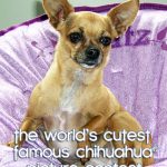 cutest chihuahua contest 1