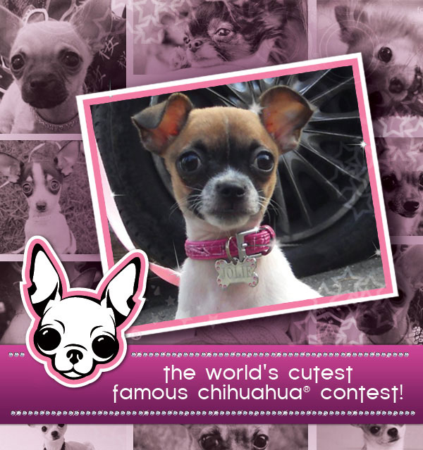 the world's cutest famous chihuahua® contest!