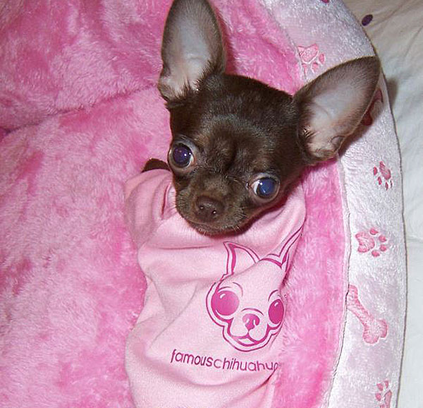 win a super cute famous chihuahua dog shirt! 