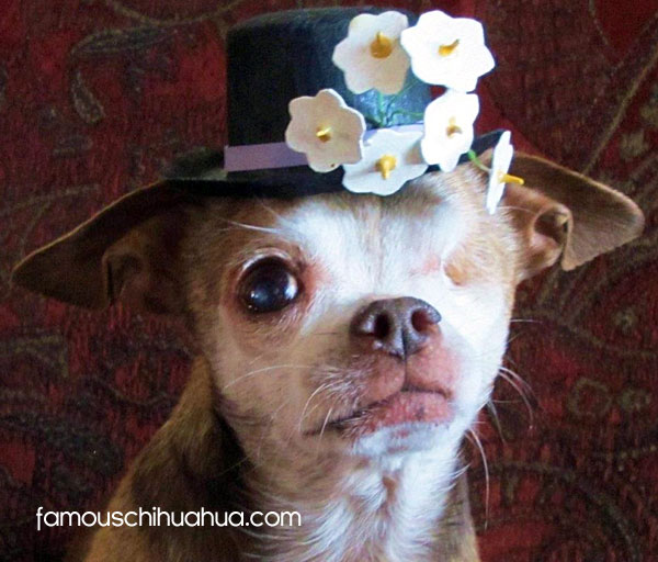 a star is born! meet harley the famous chihuahua!