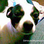 angle chihuahua memorial