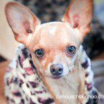 bear chihuahua furcoat