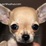donna chihuahua