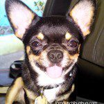 hector chihuahua