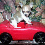 katie chihuahua