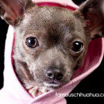 melby chihuahua