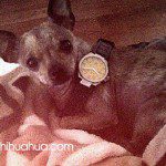 princess grace kelly