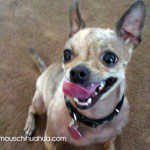 princessgk chihuahua