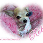 ruby chihuahua