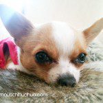 tequila chihuahua