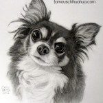 chihuahua drawing1