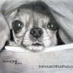 chihuahua snug in blanket