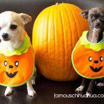 chihuahuas pumpkin