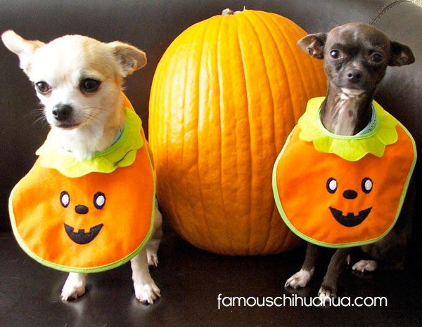 new prize added to the famous chihuahua® halloween picture contest ...