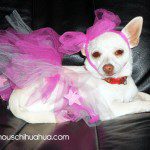 chloe the chihuahua