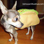 emery the taco!