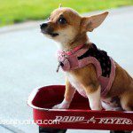 fergie the chihuahua