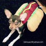 napoleon the hot dog!