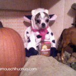 peanut the little cow!