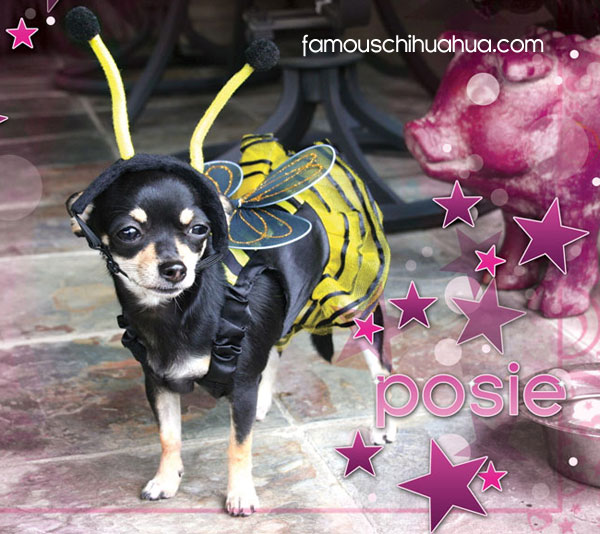 posie the chihuahua bumble bee!