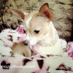 tinkerbell thechihuahua