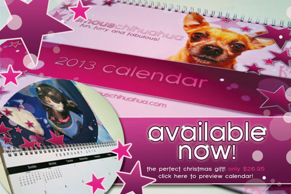 click here to preview the 2013 famous chihuahua calendar!
