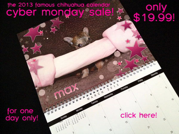 cyber monday sale! the famous chihuahua calendar only 19.99!