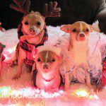 HamletIzzyRocketRookieBanditoJourney