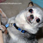 teddy famouschihuahua