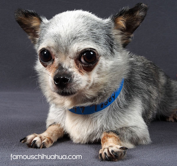 puppy mill chihuahua