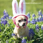chihuahua easter bunny
