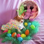 chihuahua in easter dress