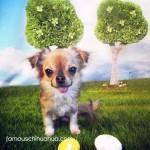 chihuahua with easter eggs