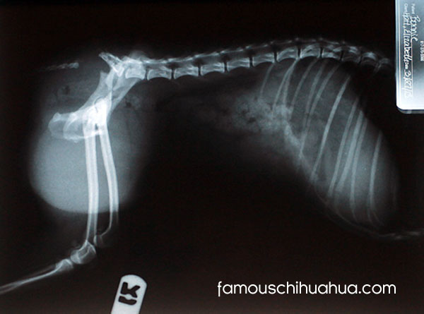 chihuahua x-ray