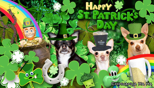 chihuahuas dressed up for st patricks day