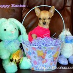 chihuahua in easter basket