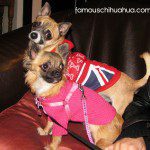 teddy and bella