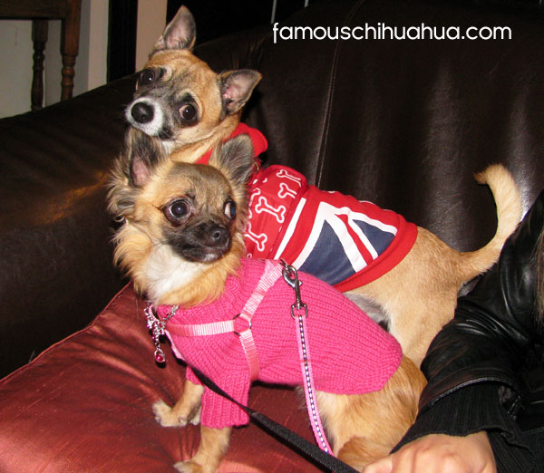 two famous chihuahuas
