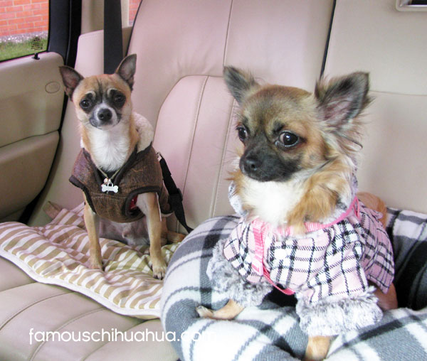 chihuahuas going for car ride