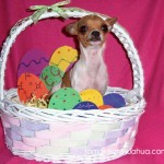 chihuahua in easter basket